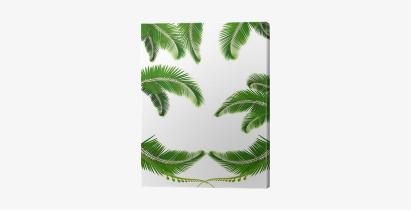 Set Of Backgrounds With Palm Leaves - Sfondi Con Le Foglie, transparent png download