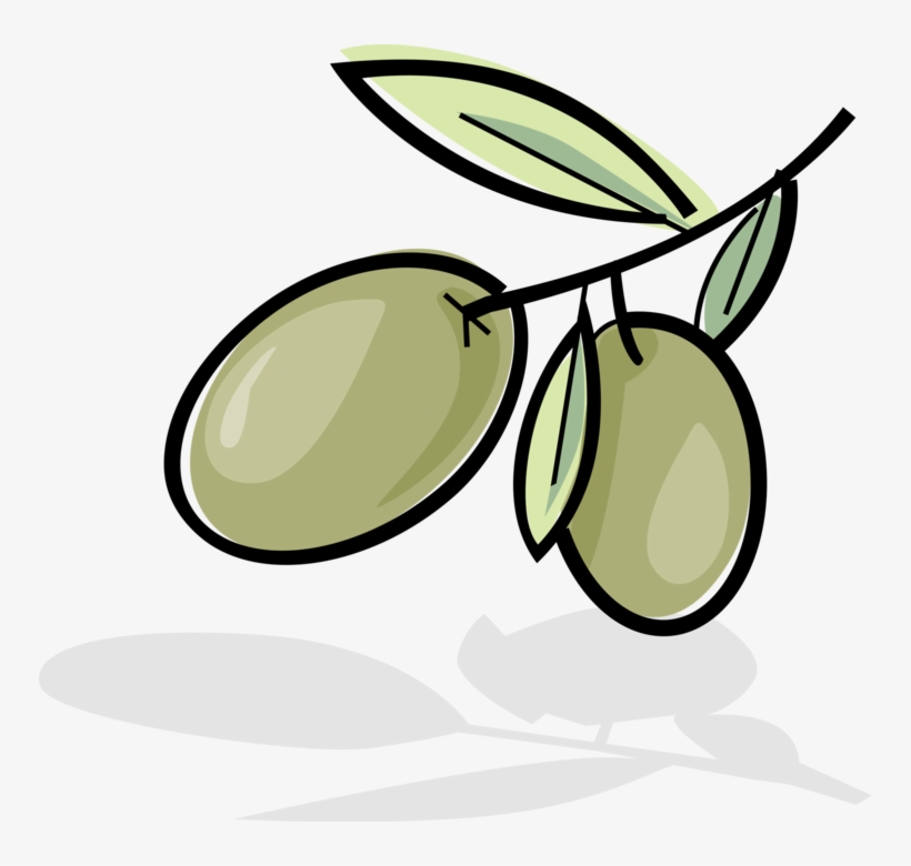 Vector Illustration Of Olives Growing On Plant Branch - Olives, transparent png download