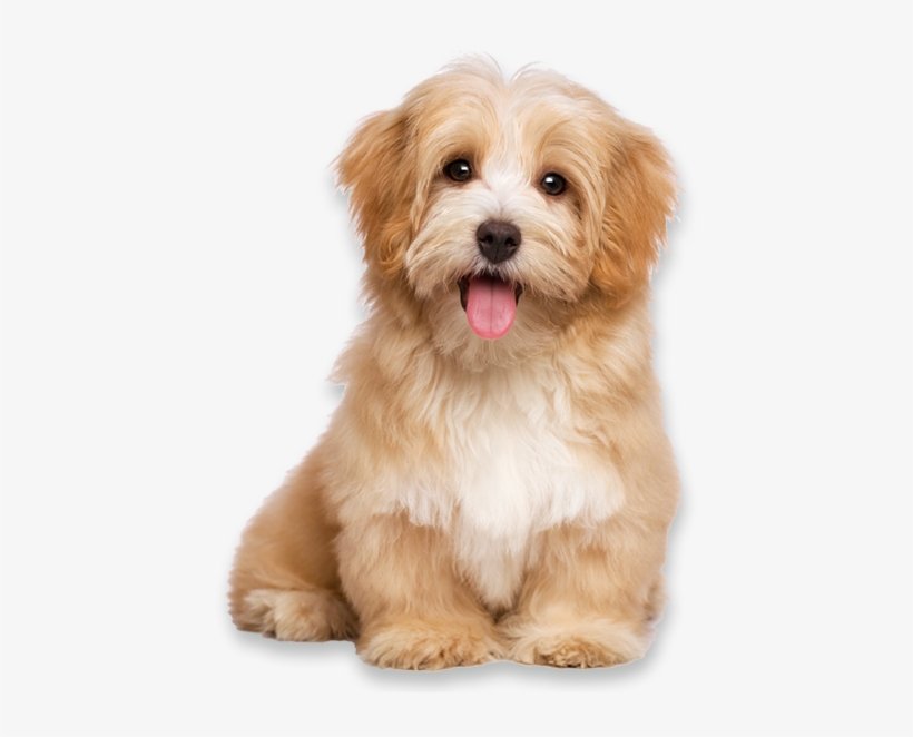 Havanese Dog, transparent png download