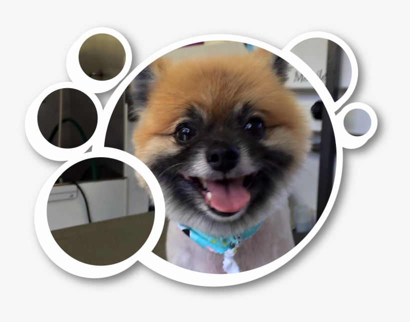 Many Happy Clean Pups - Dog, transparent png download