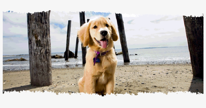 Beach Pet Friendly Hotels, transparent png download