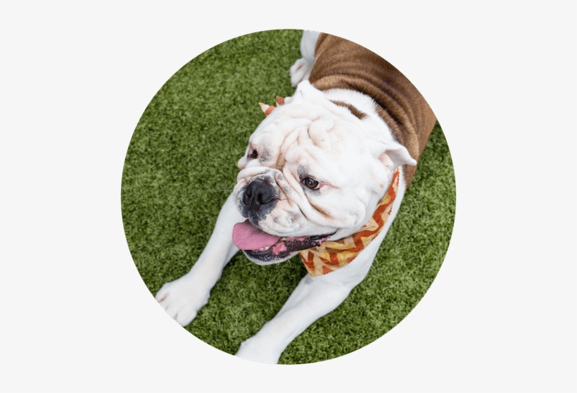 Pet Training At Paws University In Kona, Hawaii - Paws University, transparent png download