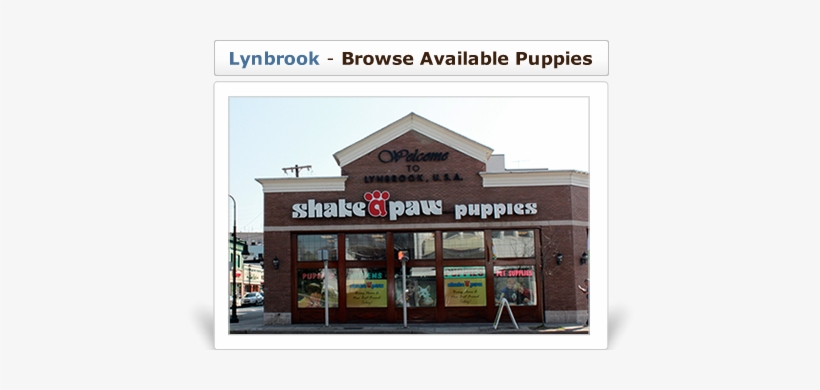 Browse Available Puppies At Our Lynbrook Store - Security Awareness, transparent png download
