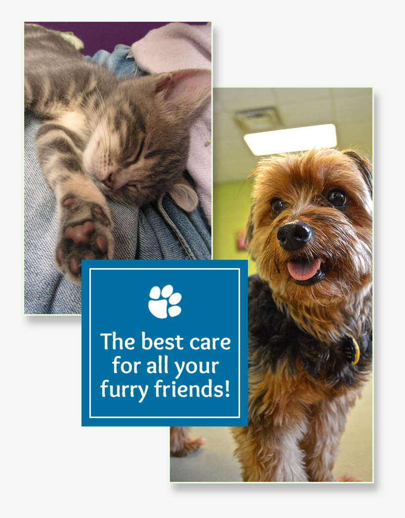 Welcome To Paws & Claws - Australian Terrier, transparent png download