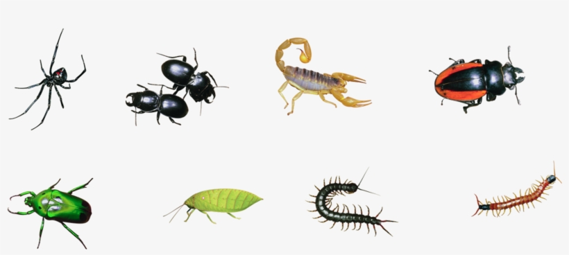 Insects, Big Format - Proteomics Of Scorpion Venom: Using 1d Sds Page, transparent png download