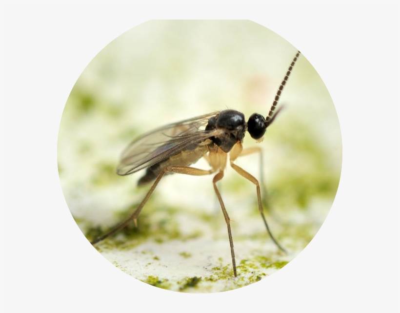 Fungus Gnat Oval - Fungus Gnat, transparent png download