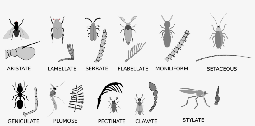 Open - Hemiptera Antenna Types, transparent png download