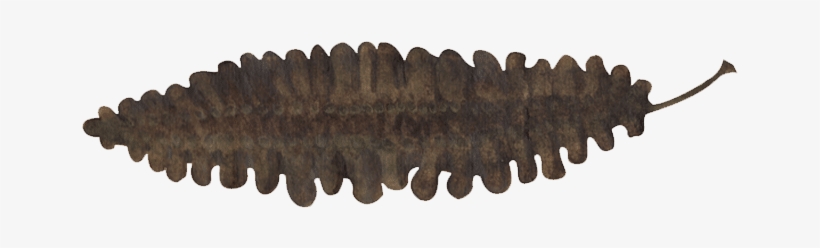 Sea Belt - Kombu, transparent png download