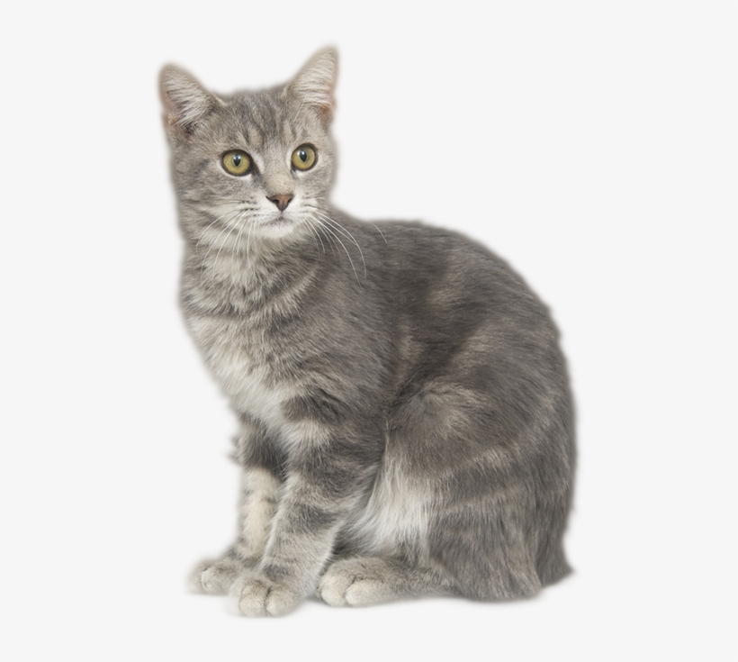 Cat Formulas - Cat, transparent png download