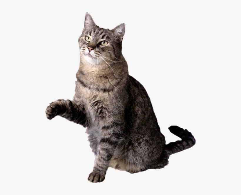 Cat Free Icon Vectors Download - Nine Lives Of A Feral Cat, transparent png download