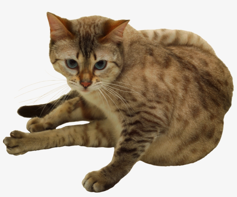 Cat Png - Cat, transparent png download