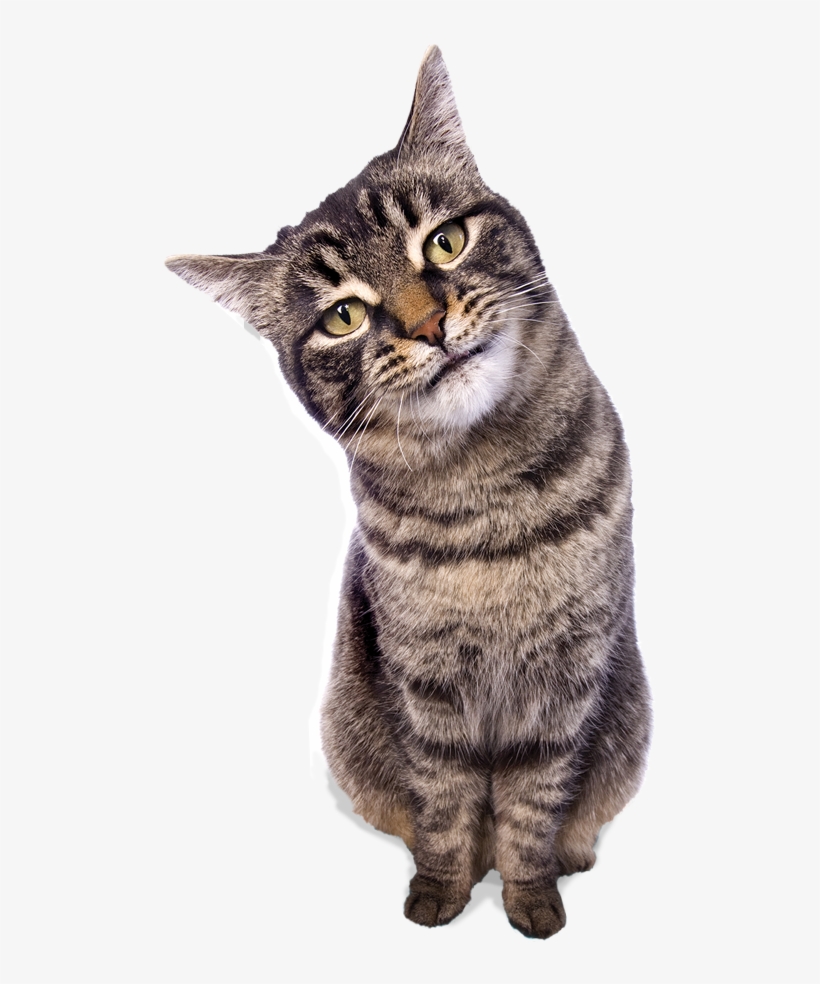 Food As Litter - Dragon Li, transparent png download