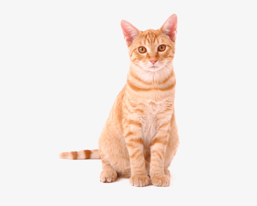 Orange Tabby Cat - Sureflap Dual-scan Microchip Cat Door, transparent png download