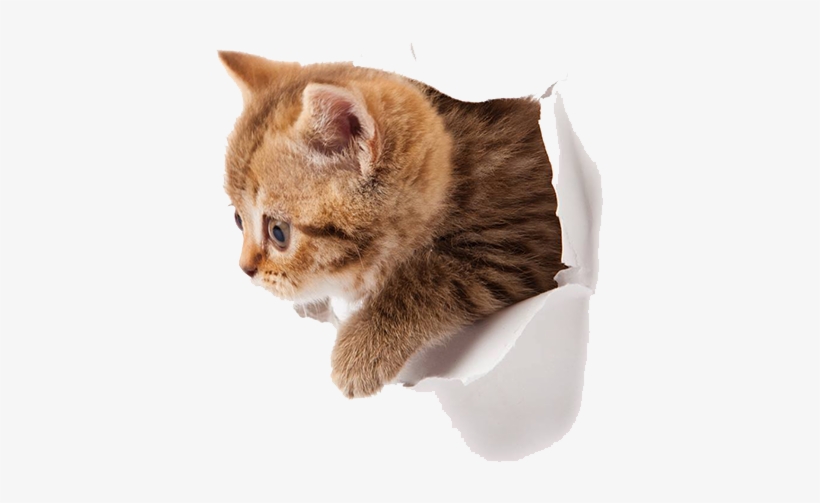 Kitten Png Picture - Transparent Background Cute Kittens Png, transparent png download
