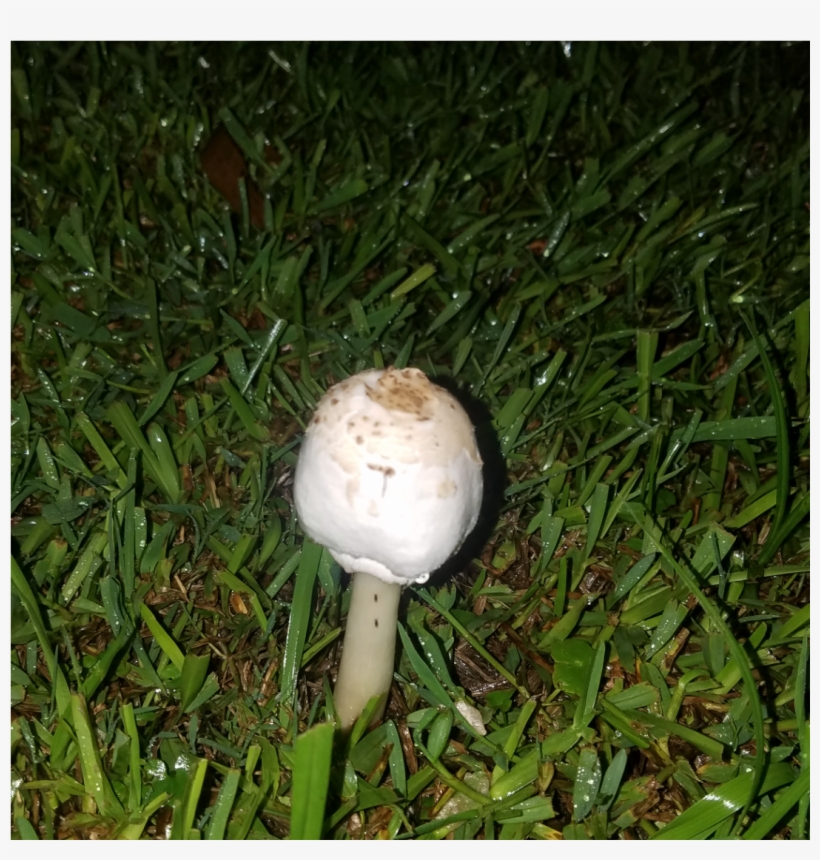 Download9a456a7b 2fpictures 2fcamera 2fimg 20180912 - Grass, transparent png download