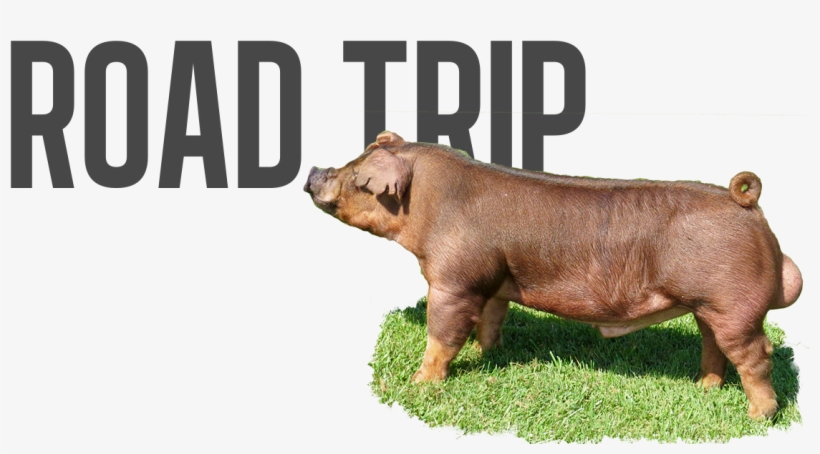 Road Trip - Logo, transparent png download
