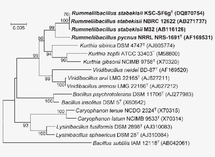 Phylogenetic Analysis Based On 16s Rrna Gene Sequences - Document, transparent png download