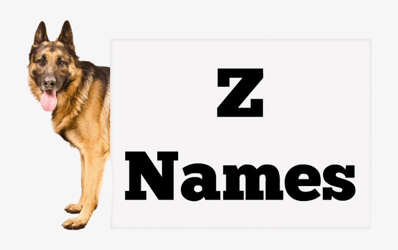 Girl Names - Dogs Named Dean, transparent png download