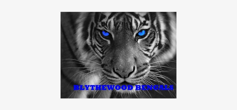 Eye Of The Bengal Tiger - Queenlink Full Pasted Diy Square Diamond Embroidery, transparent png download
