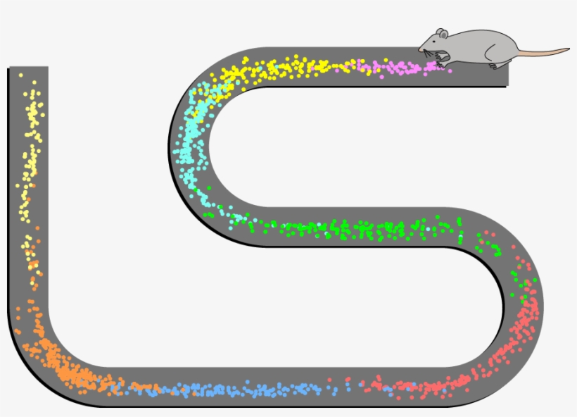 The Recent Nobel Prize Was Not About Solving Alzheimer's - Hippocampal Place Cells, transparent png download