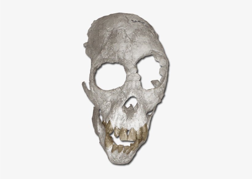 Proconsul Heseloni - Proconsul Heseloni Skull, transparent png download