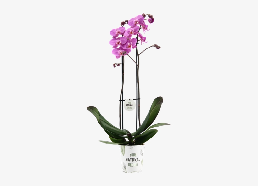Meet Our Las Palmas - Orchids, transparent png download