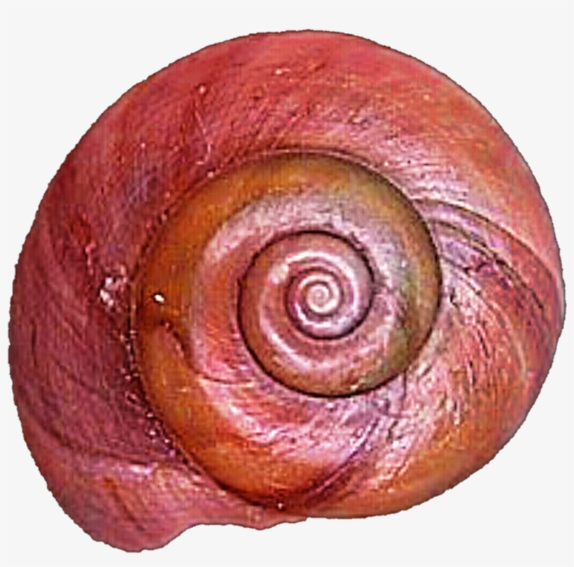 Politically Incorrect » Thread - Lymnaeidae, transparent png download