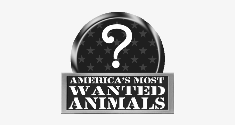 Rp Americas Most Wanted Animals - Number, transparent png download