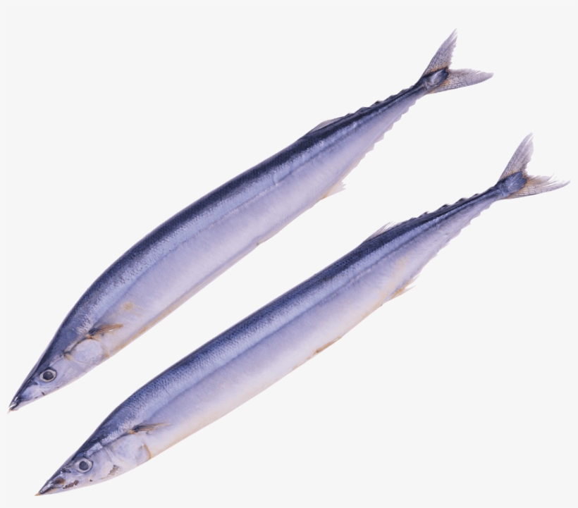 Free Png Fish Png Images Transparent - Importacion De América Del Norte, transparent png download