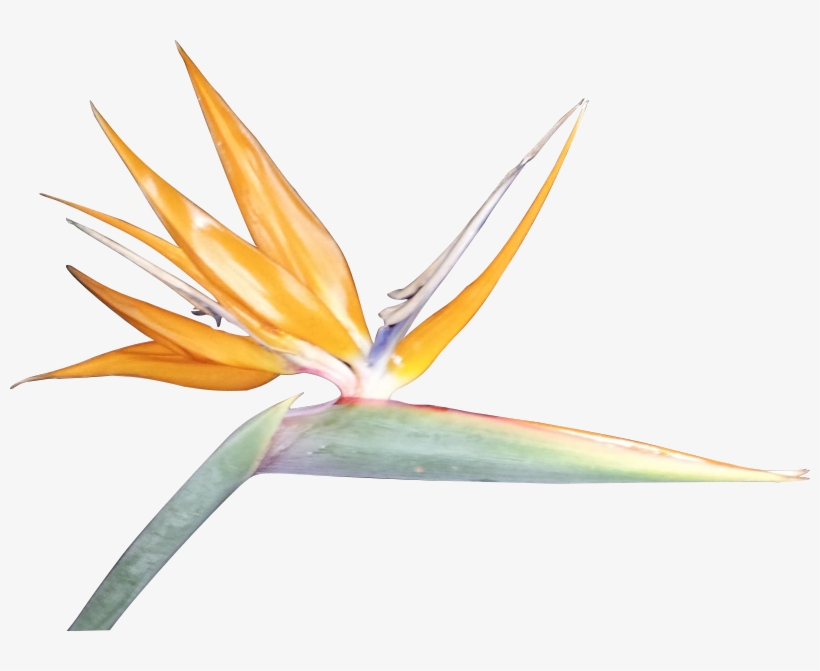 Clipart Resolution 800*591 - Paradise Flowers Transparent, transparent png download