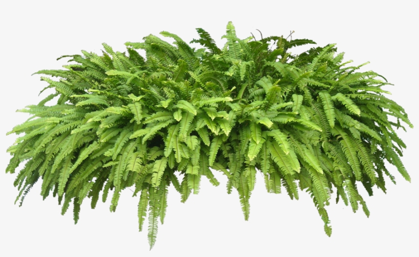 Plants Transparent Pictures Free - Psd Trees Free Download, transparent png download