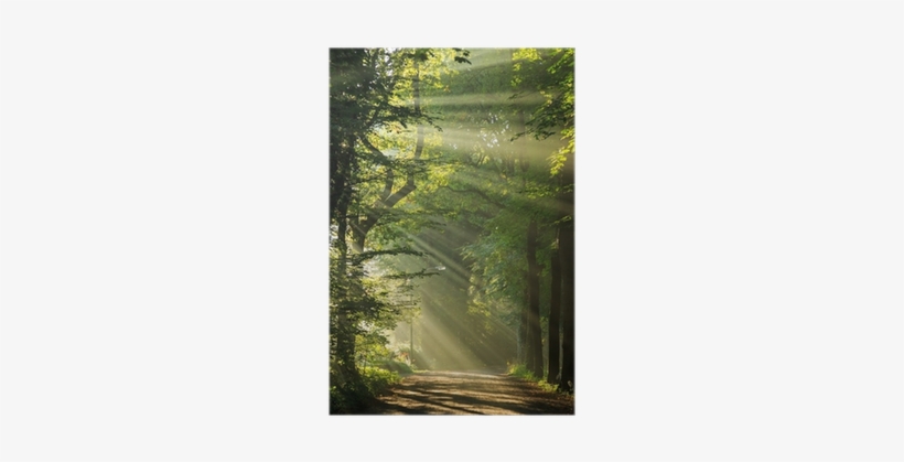 Sun Rays Shining Through The Trees In A Forrest - Man Of The Forest, transparent png download