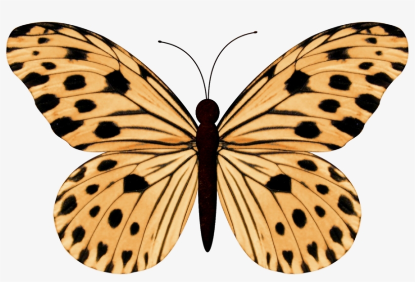 Butterfly Drawing Watercolor - Mother's Day Butterfly,thank You Mother Card, transparent png download