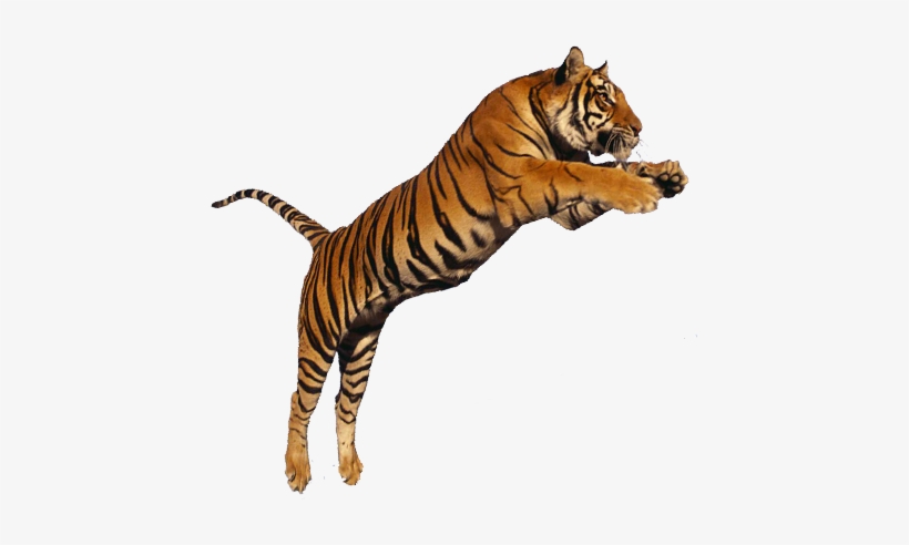 Tiger Eyes And Fangs Icon Png - Tiger Transparent Background, transparent png download