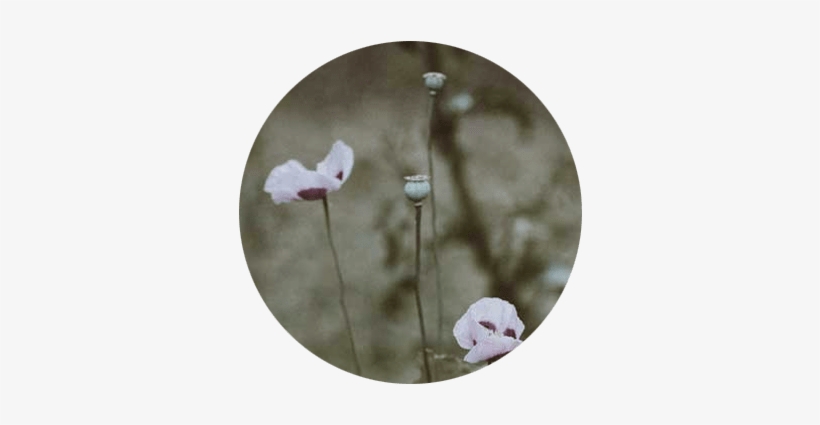 Image Of Opium Poppy In The Wild For Knowledge Base - Gulf Breeze Recovery, transparent png download