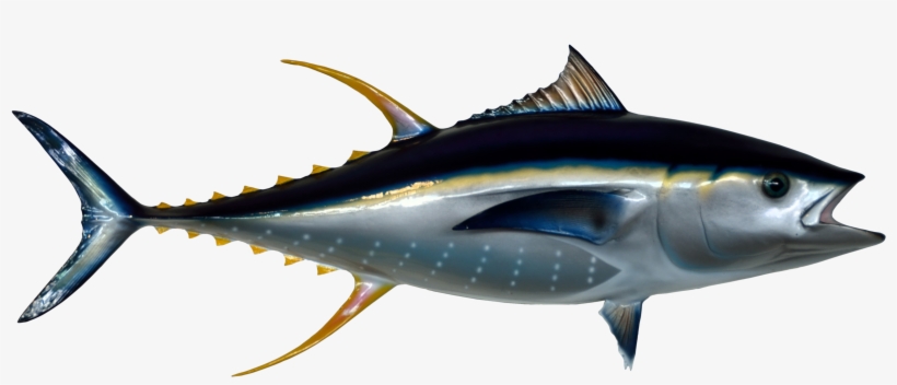 Tuna Png, transparent png download