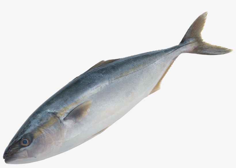 Fish Png Clipart - Fish Png, transparent png download