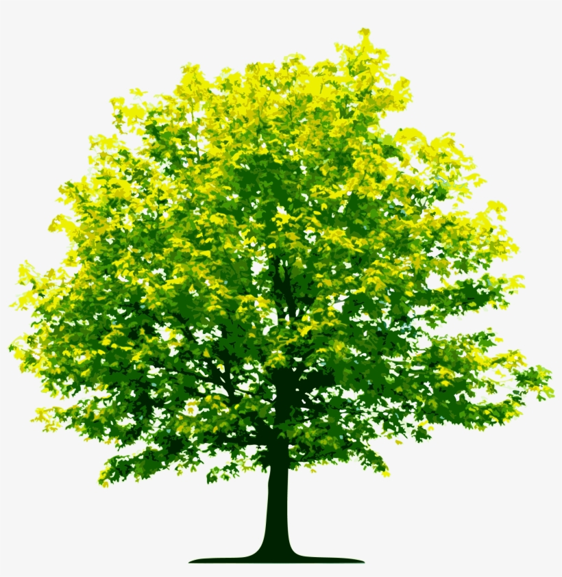 Tree Png Image, Free Download, Picture - Trees Png, transparent png download