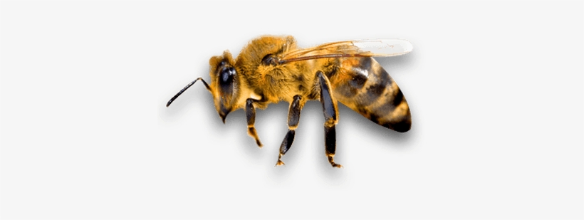 Bee Png, transparent png download