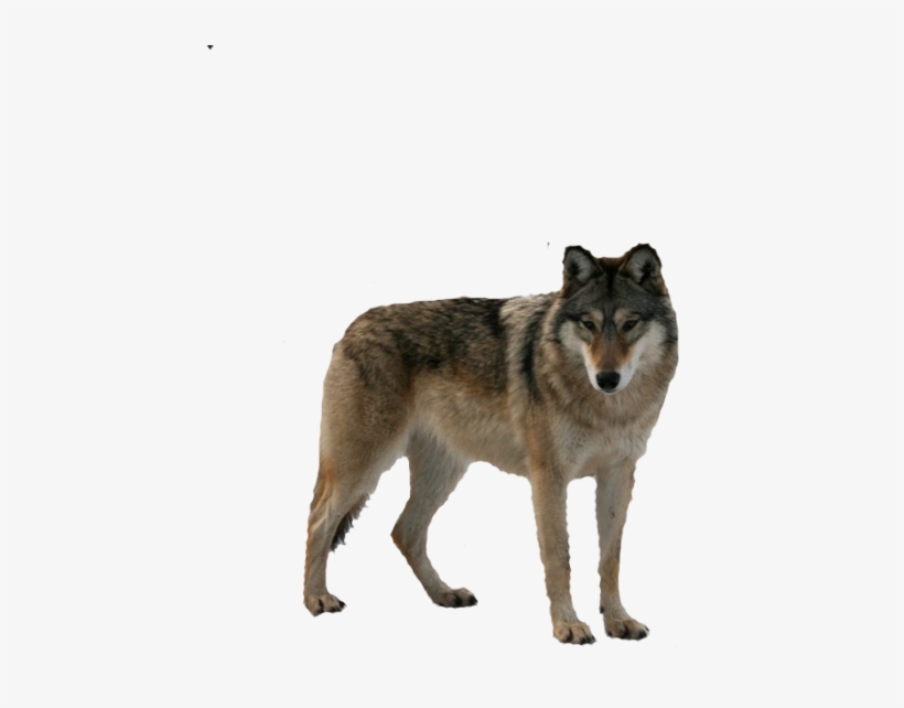 Wolf Png - My Best Friend And Alpha Mate, transparent png download