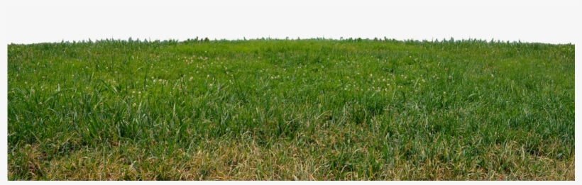 Grass Png Images Free Download - Grass Transparent Png Free, transparent png download
