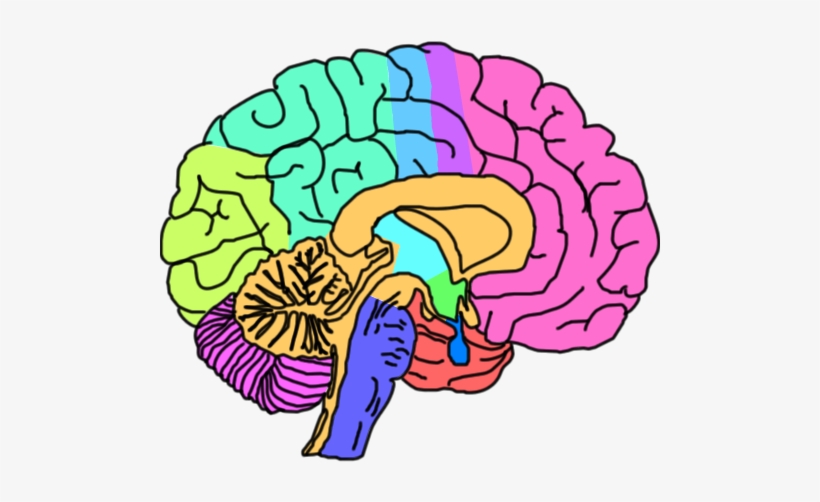 About The Brain - Brain Png, transparent png download