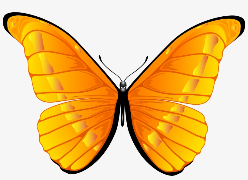 Butterfly Png, transparent png download