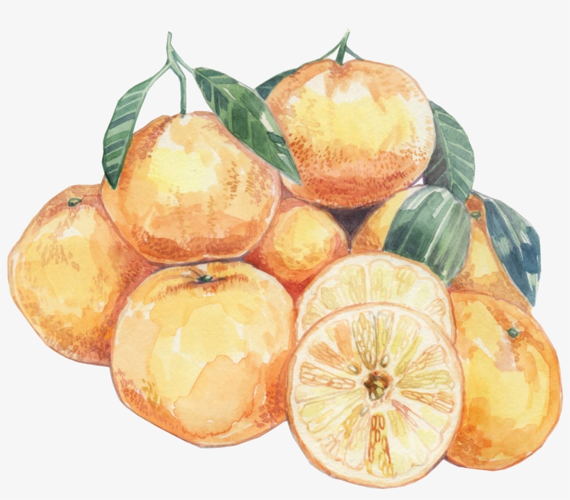 Summer Oranges - Orange, transparent png download