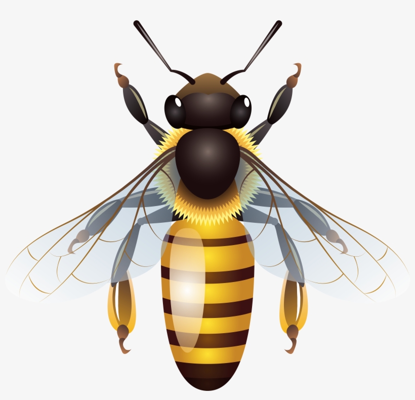 Bee Png Clip Art, transparent png download