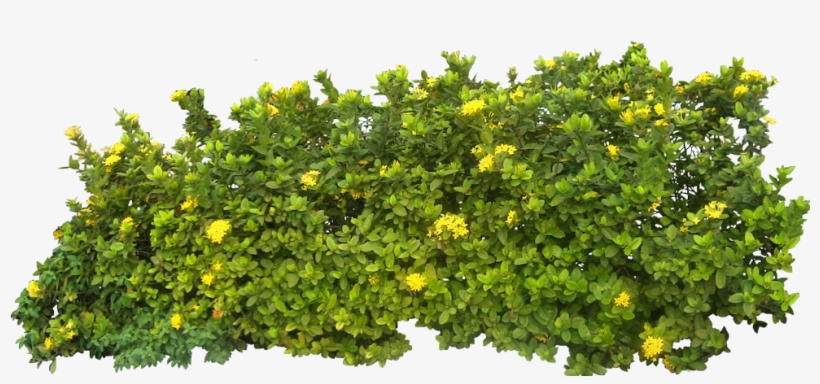 Bush Png Image - Bush Png, transparent png download