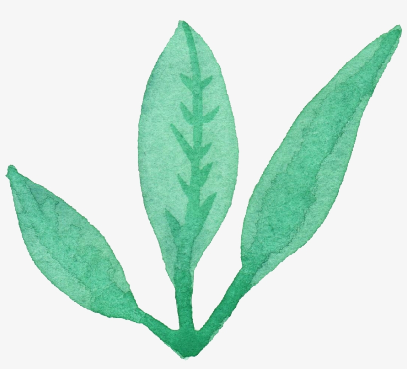 25 Watercolor Leaf Png Transpa Vol 3 Onlygfx Com - Free Leaves Watercolor Png, transparent png download