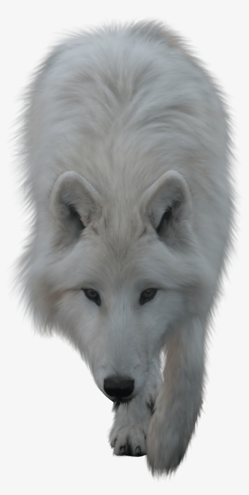 Animals - Wolves - Transparent Wolf, transparent png download
