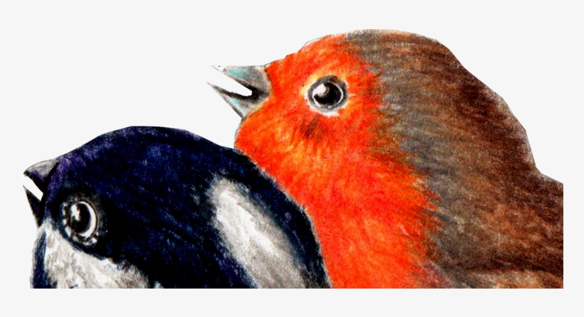 Your Name - European Robin, transparent png download