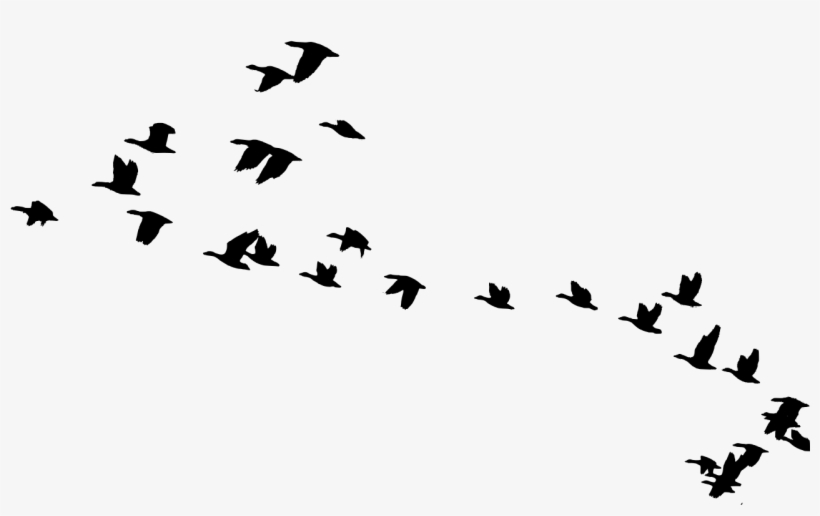 Tundra Bean Goose Bw - Birds In Fly Png, transparent png download